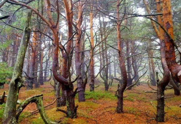 Terreno en camino del Puerto s/n