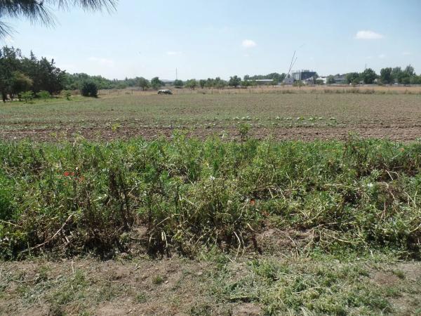 Terreno en carretera Algete, 6