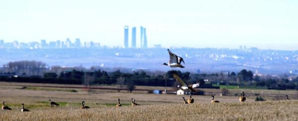 Terreno en calle Marquesado de Valdeolmos