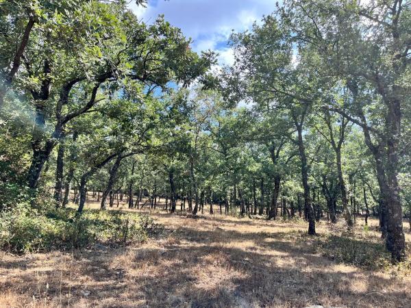 Terreno en Paraje de los Palancares s/n sn