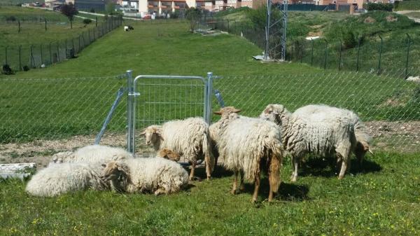 Terreno en camino de la Huerta, 5