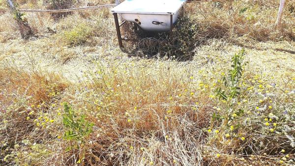 Terreno en camino de Torrelaguna