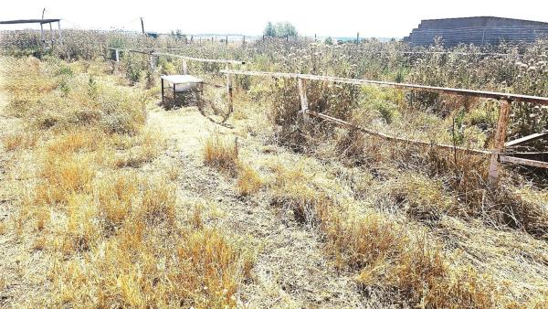 Terreno en camino de Torrelaguna