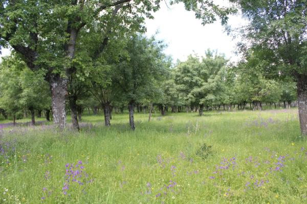 Terreno en pedriza s/n