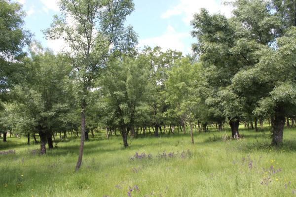 Terreno en pedriza s/n