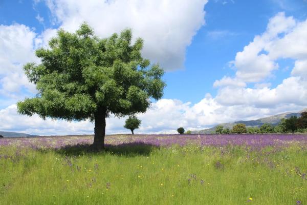 Terreno en pedriza s/n