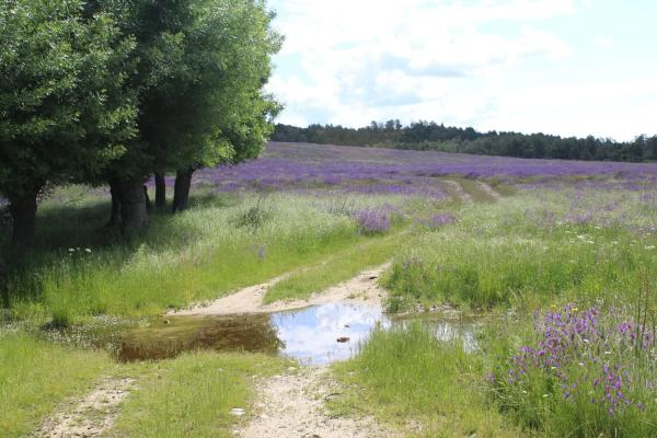 Terreno en pedriza s/n