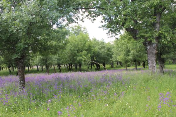 Terreno en pedriza s/n