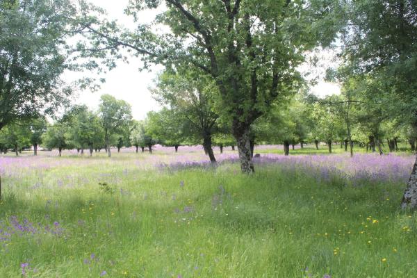Terreno en pedriza s/n