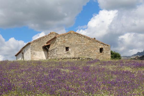 Terreno en pedriza s/n