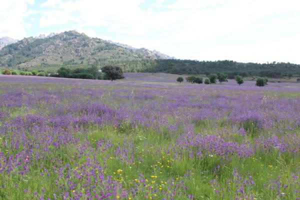 Terreno en pedriza s/n