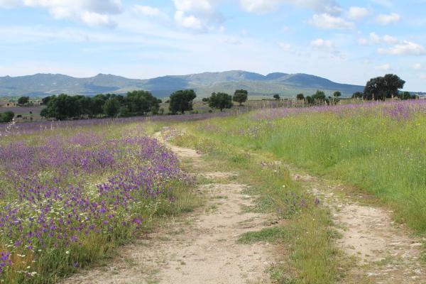 Terreno en pedriza s/n