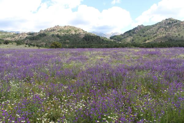 Terreno en pedriza s/n