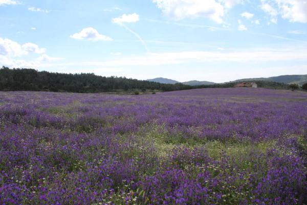 Terreno en pedriza s/n