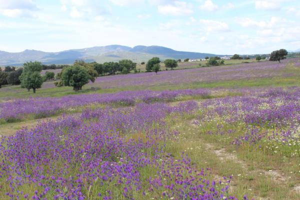 Terreno en pedriza s/n