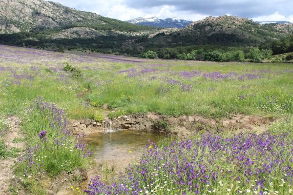 Terreno en pedriza s/n
