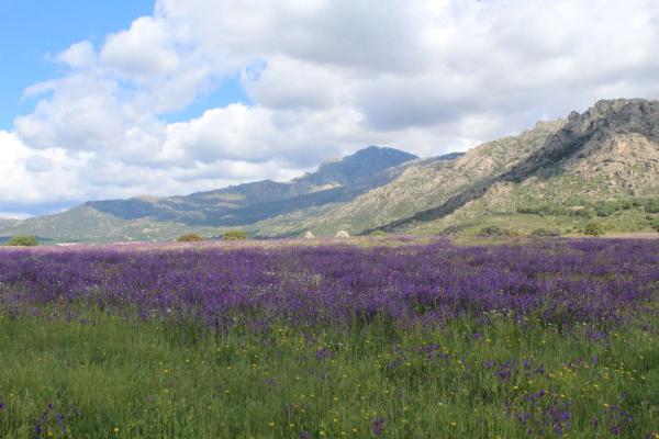 Terreno en pedriza s/n