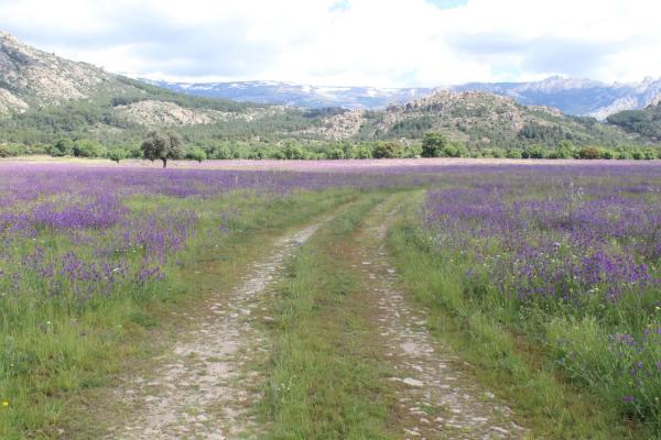Terreno en pedriza s/n