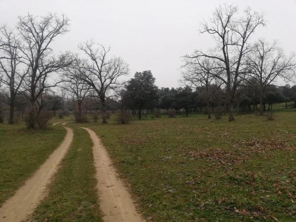 Terreno en camino del Molino de las Viñas s/n