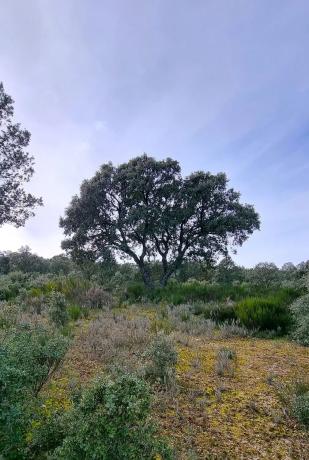 Terreno en calle Cañada del Vedado, 34