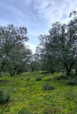 Terreno en calle Cañada del Vedado, 34