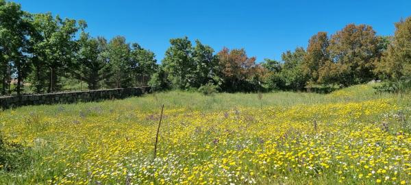 Terreno en carretera de Valdemanco, 33