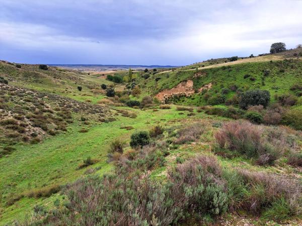 Terreno en Polígono 8. Parcela 183. s/n