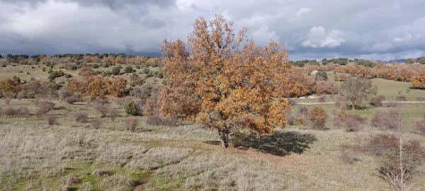 Terreno en carretera de Colmenar Viejo s/n
