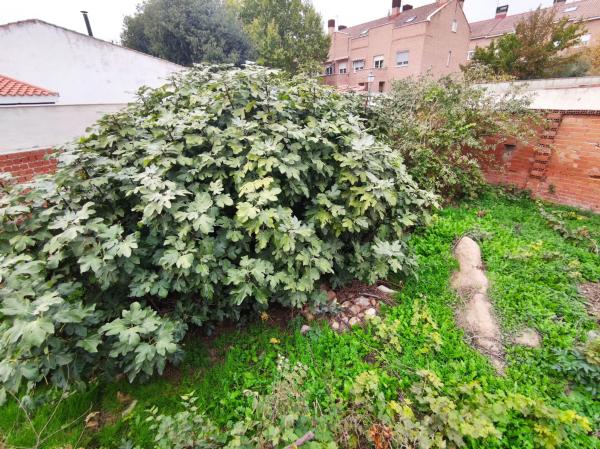 Terreno en calle Constitución, 90