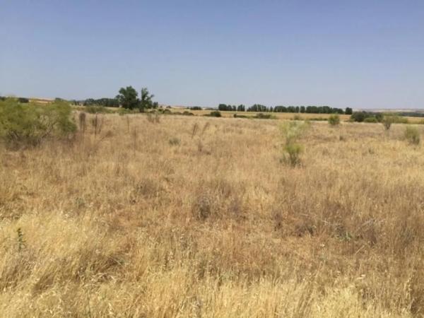 Terreno en calle de la Alondra