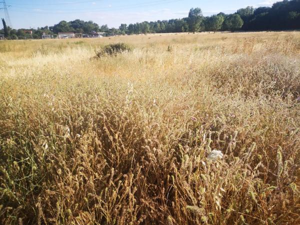 Terreno en vereda Santa Catalina, 75