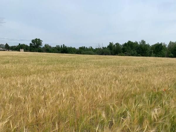 Terreno en camino de barajas s/n