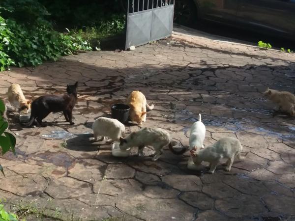 Terreno en Urbanización los Redondos, 75