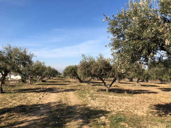Terreno en carretera de Fuente el Saz, km 3