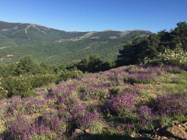 Terreno en carretera Pradena, 14