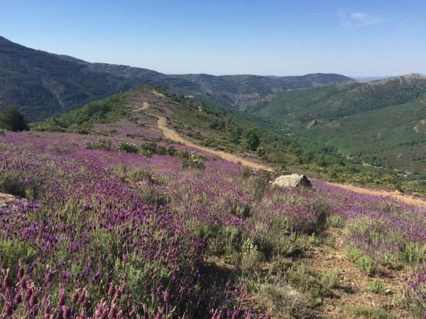 Terreno en carretera Pradena, 14