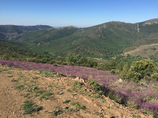 Terreno en carretera Pradena, 14