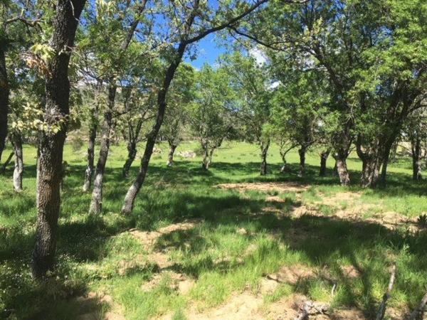 Terreno en camino de Las Viñas s/n