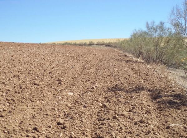 Terreno en camino de Barajas s/n