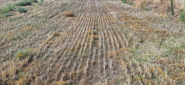 Terreno en camino de los Yeseros