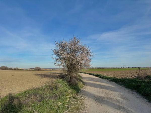 Terreno en camino de Torrejón de Velasco a Valdemoro, 21
