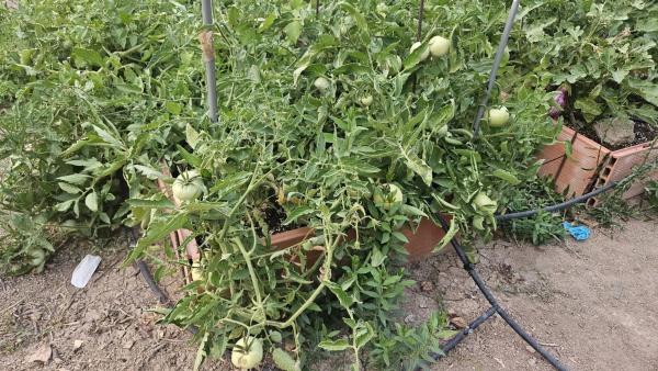 Terreno en camino de la Estrella S/n, 2