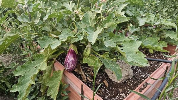 Terreno en camino de la Estrella S/n, 2