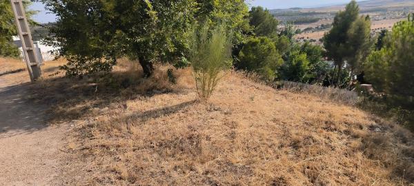 Terreno en avenida de la Virreina, 24