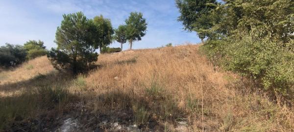 Terreno en avenida de la Virreina, 24