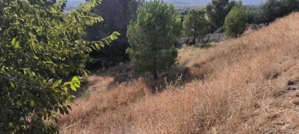 Terreno en avenida de la Virreina, 24