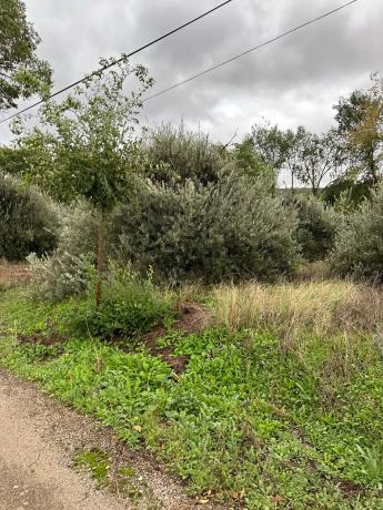 Terreno en carretera a perales, 301