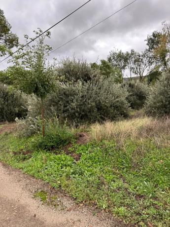 Terreno en carretera a perales, 301