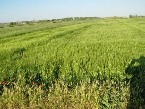 Terreno en Asperillas, 2