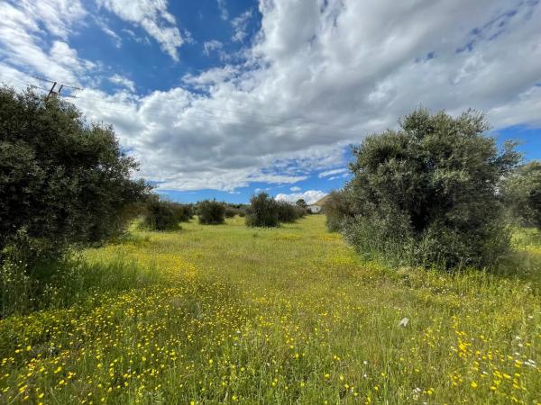 Terreno en M-313, km 14